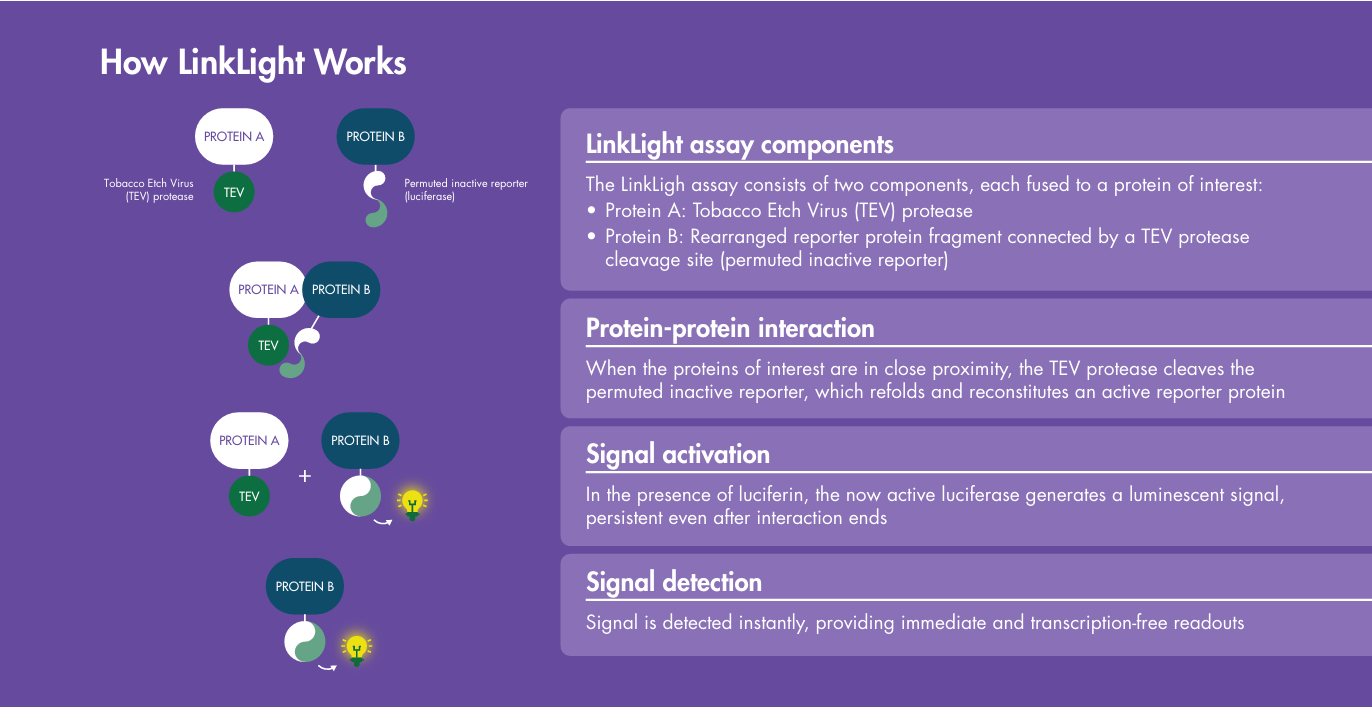 Complete GPCR Characterization with LinkLight™
