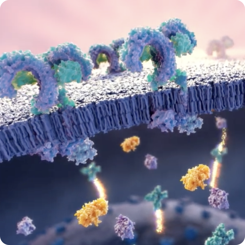 Kinase selectivity profiling