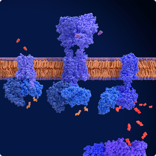 G protein coupled receptors