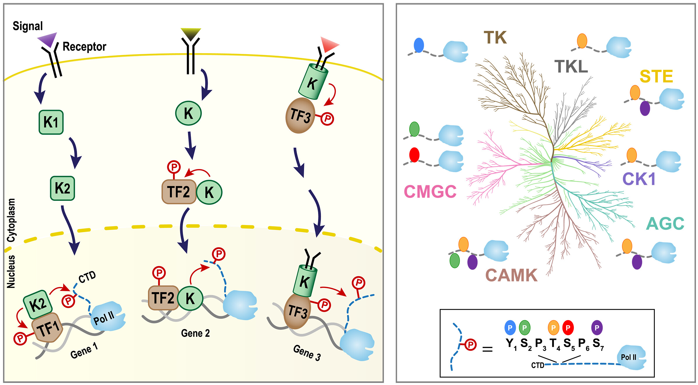 Signal-transducing kinases